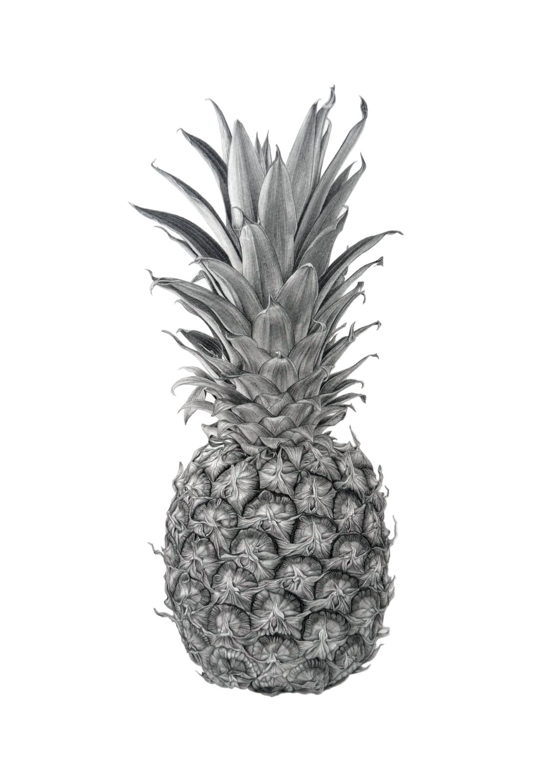 Ananas comosus